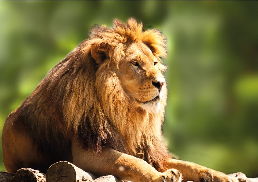 Lion Poster Print Wild Animal Big Cat Home Décor Eco Prints