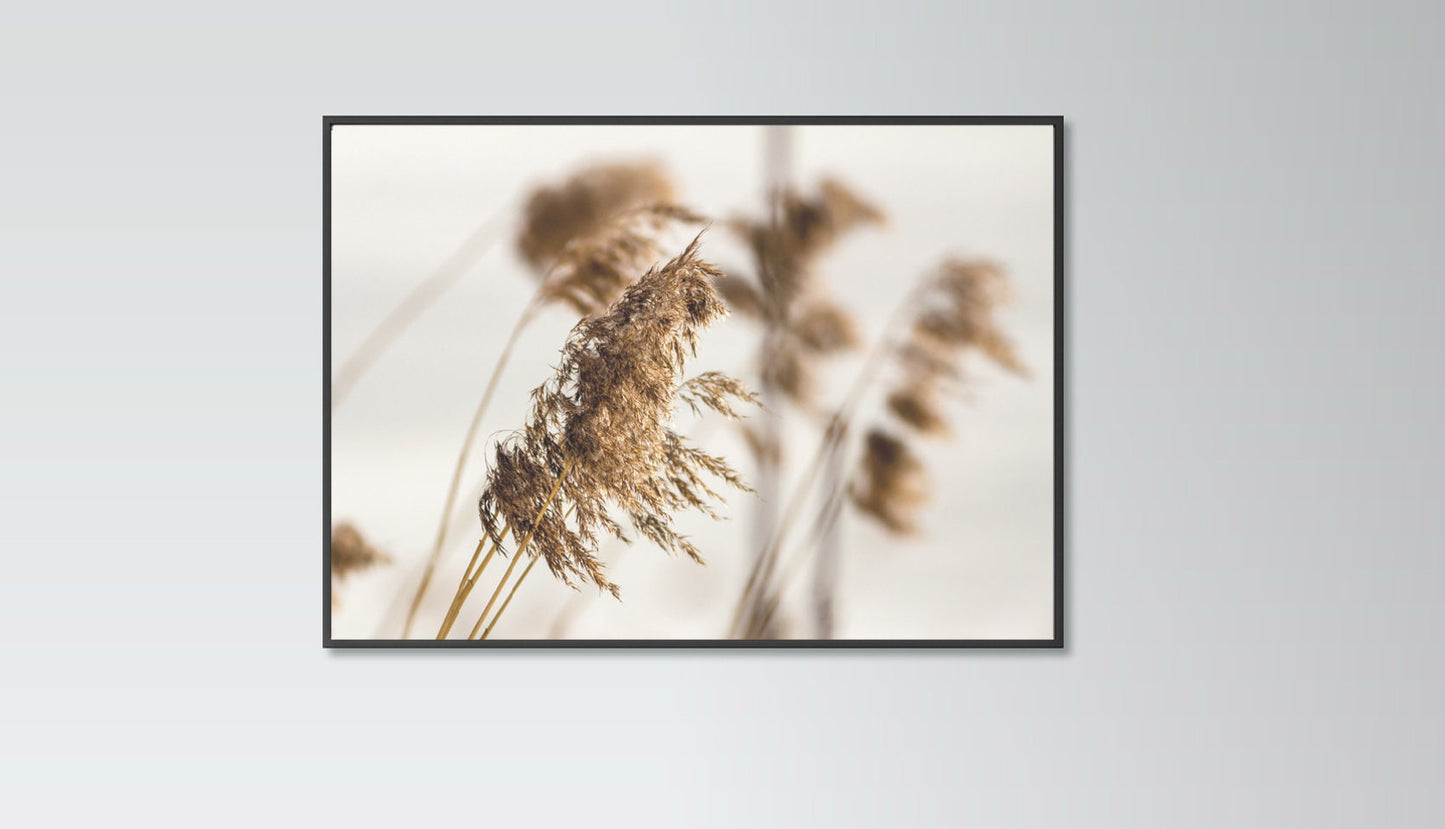 Pampas Grass poster print home wall art decor modern pampas grass elegant design