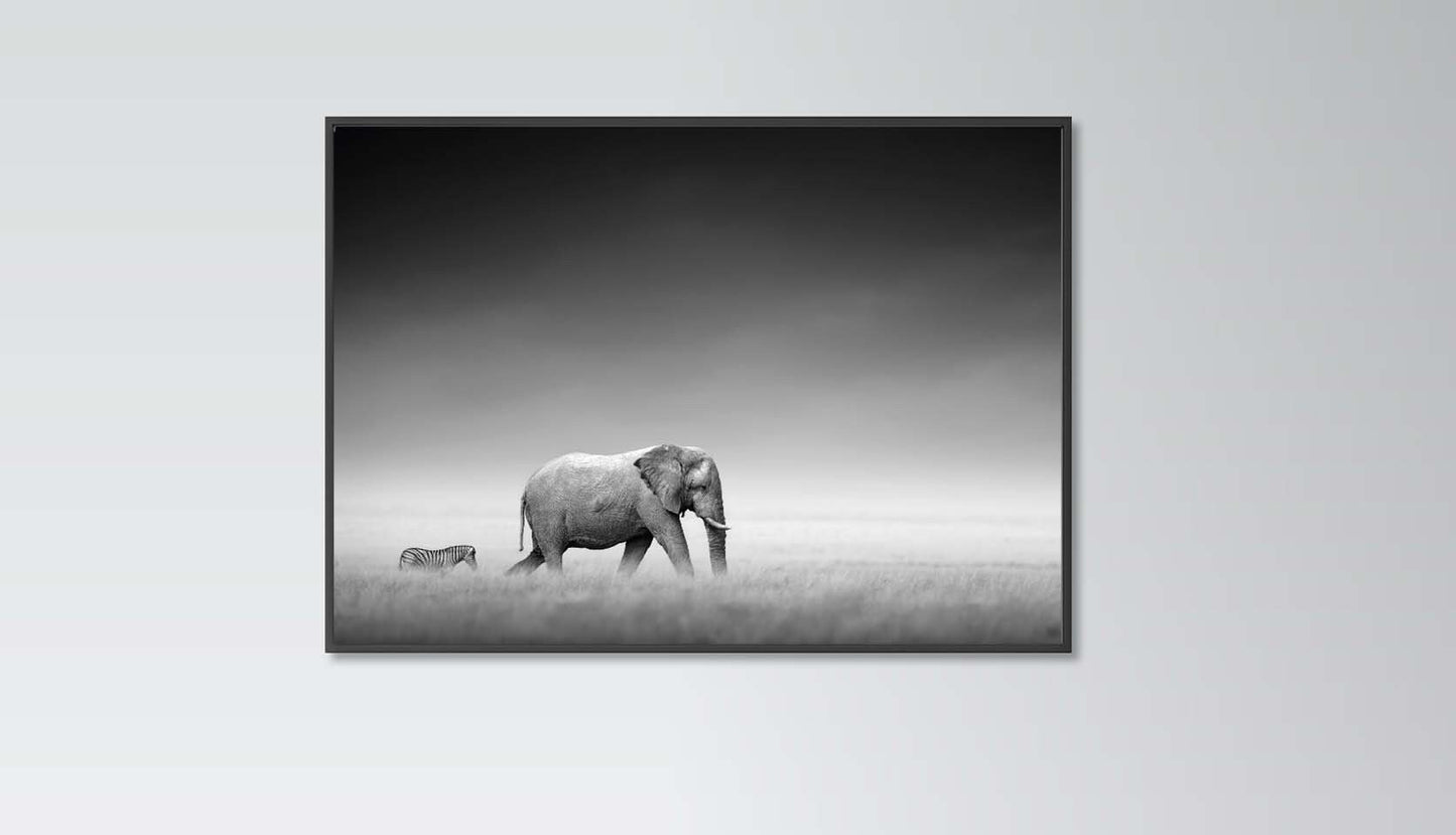 Elephant and Zebra poster print home wall art decor animal poster wild animal black and white