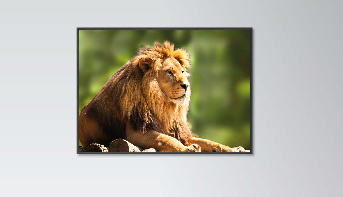 Lion  Poster Print Wild Animal Big Cat Home Décor Eco Prints